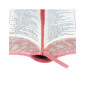 Bíblia Sagrada -  letra grande - capa rosa com beiras floridas